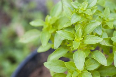 Yunan fesleğen (minimum basilicum) bitki yakın çekim yukarı