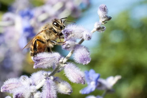 Arı bir lavanta çiçek yaz aylarında pollinates.