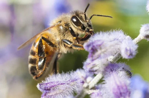Bir lavanta bitki, makro çekim tozlaşmayı arı