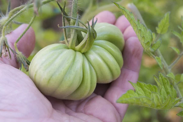Hand holding unripe tomato in the garden