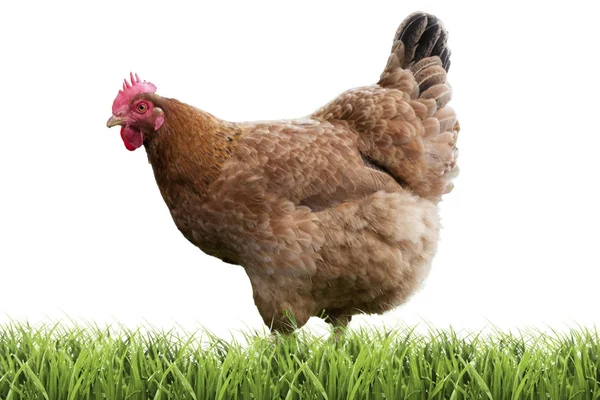 Курица Траве Изолированы Белом Фоне — стоковое фото