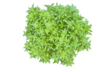 Beyaz arka plan üzerinde izole Yunan fesleğen (minimum basilicum)