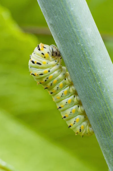 野生のフェンネルの枝にツバメの蝶の毛虫 — ストック写真