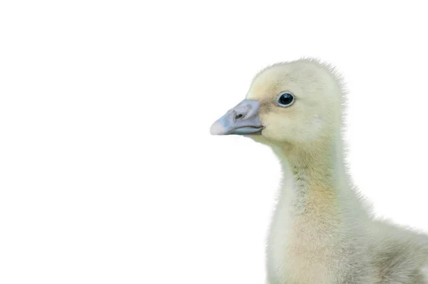 Goslyng Grå Gås Isolerad Vit Bakgrund — Stockfoto