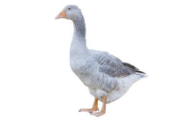 Beyaz arkaplanda Greylag kaz izole