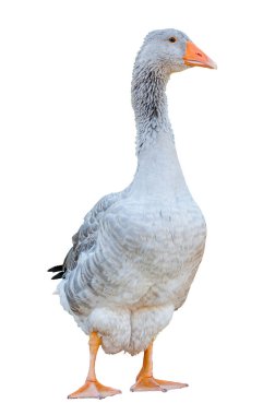 Greylag Goose (anser anser) frontal shot, beyaz arkaplanda izole