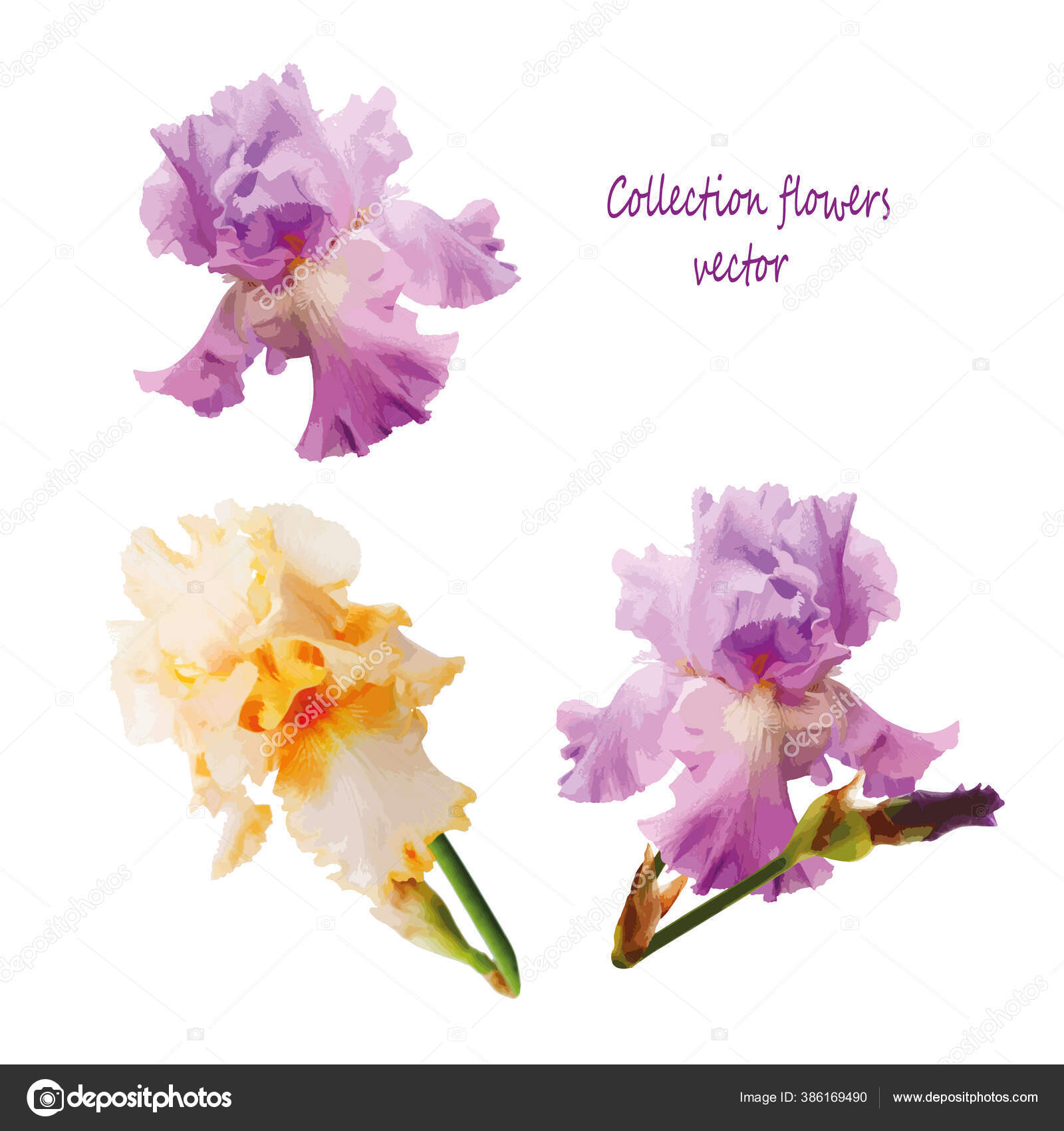 Bunga Vektor Iris Desain Bunga Untuk Undangan Pernikahan Atau