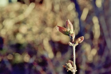 hanımeli genç bir yaprak, baharda bir uyanış.