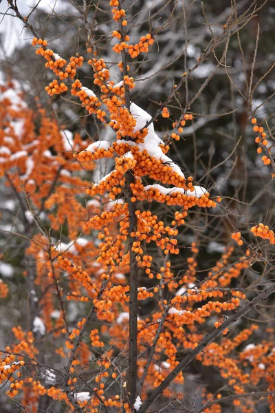 Baies dans la neige . — Photo