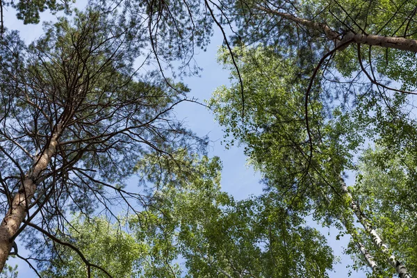 Pino, abedul y cielo . — Foto de Stock