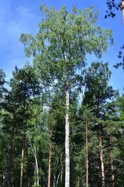 Çam, huş ağacı ve gökyüzü.
