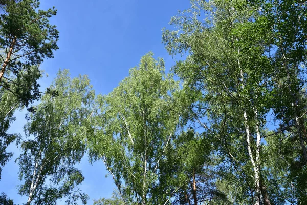 Pino, abedul y cielo . — Foto de Stock