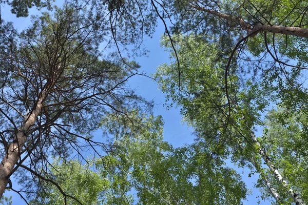 Pinheiro, bétula e céu . — Fotografia de Stock