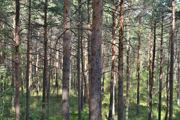 Bosque de pino . —  Fotos de Stock