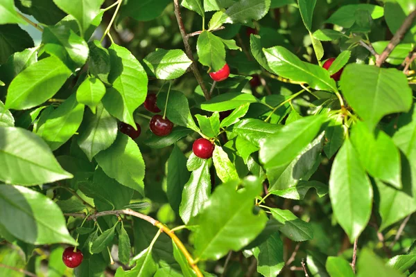 Berries of a cherry color among greens.