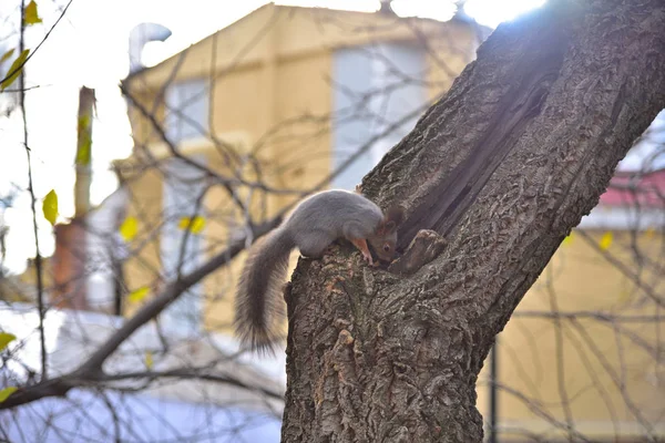 Esquilo faz reservas para o inverno . — Fotografia de Stock