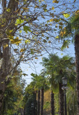 Sonbahar manzarası.