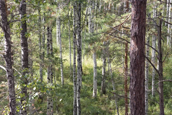 Die Natur der uralten urbanen Berge. — Stockfoto