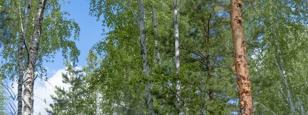 Bosque panorámico y cielo . — Foto de Stock