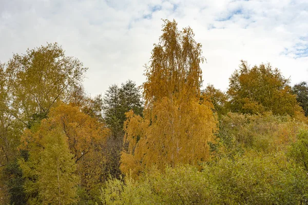 Дерева пофарбовані в осінній колір . — стокове фото