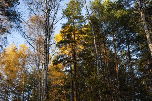 Landschaft des Herbstwaldes. — Stockfoto