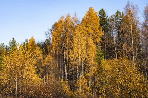 Landschaft des Herbstwaldes. — Stockfoto