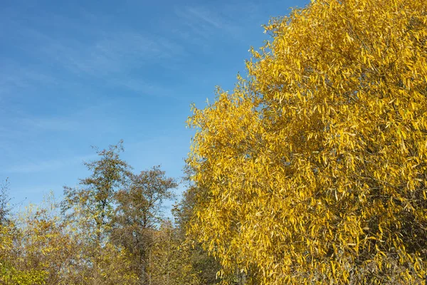 秋天的树木映衬着蓝天. — 图库照片