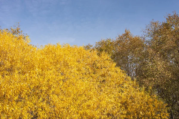 푸른 하늘을 배경으로 한 가을 나무. — 스톡 사진