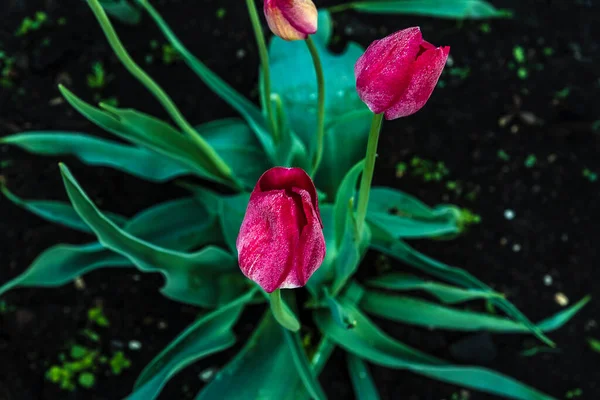 Fleurs Tulipes Colorées Dans Jardin Printemps — Photo