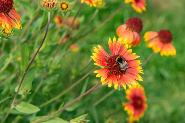 Летний День Пчела Собирает Нектар Цветов Рудбекии Несет Пыльцу Стоковое Изображение