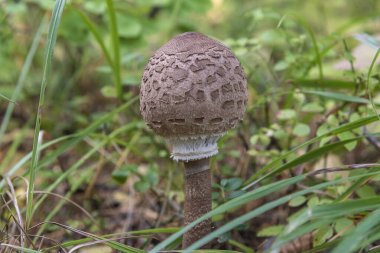 Bu yenilebilir şemsiye mantarı çeşitlidir veya büyüktür (Macrolepiota süreci), kapağın tüm yüzeyi büyük kahverengi pullarla kaplıdır..