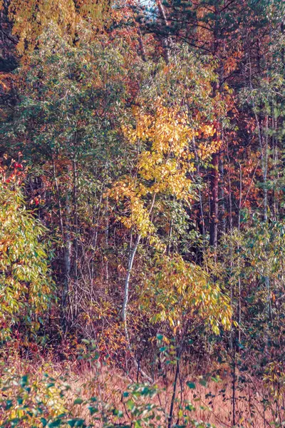 Landschaft Eines Herbstlichen Mischwaldes Mit Vergilbtem Und Gerötetem Laub — Stockfoto