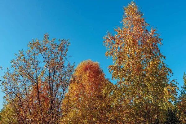 秋天的风景 红叶混交林 — 图库照片