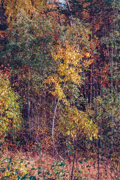 Landschaft Eines Herbstlichen Mischwaldes Mit Vergilbtem Und Gerötetem Laub — Stockfoto