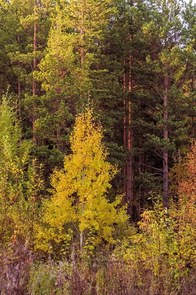 Landschaft Eines Herbstlichen Mischwaldes Mit Vergilbtem Und Gerötetem Laub — Stockfoto