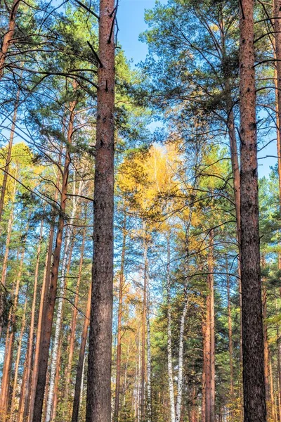 Paisaje Bosque Mixto Otoñal Con Follaje Amarillento Enrojecido — Foto de Stock