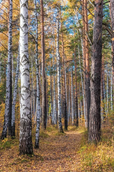 Paisagem Uma Floresta Mista Outono Com Folhagem Amarelada Avermelhada — Fotografia de Stock