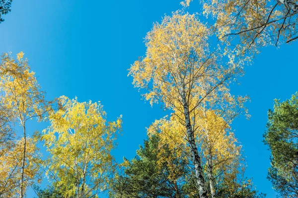 Landschaft Eines Herbstlichen Mischwaldes Mit Vergilbtem Und Gerötetem Laub — Stockfoto