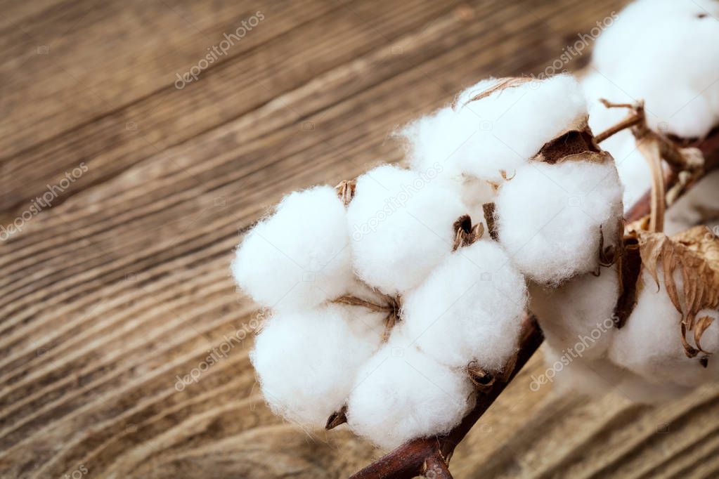 cotton flower on wood