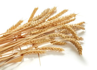 Buğday kulakları