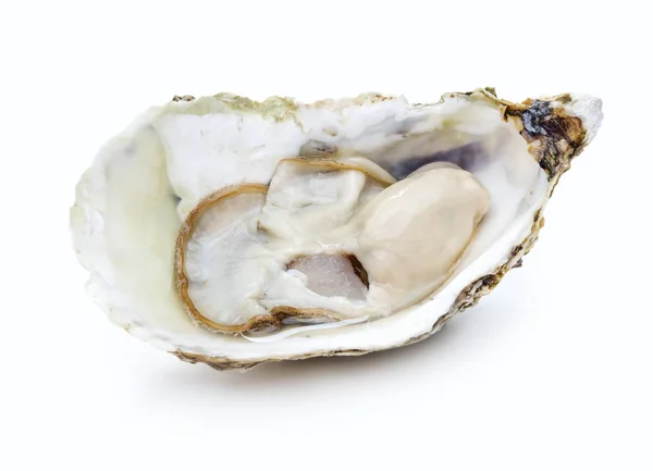 Verse oesters geïsoleerd — Stockfoto