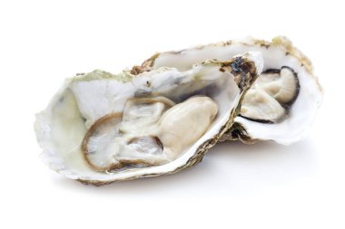 Taze istiridye izole