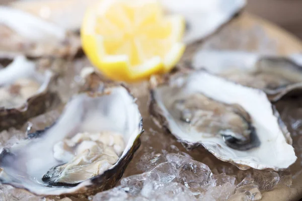 Set of oyster — Stock Photo, Image