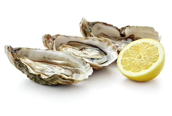 Fresh oyster isolated — Stock Photo, Image