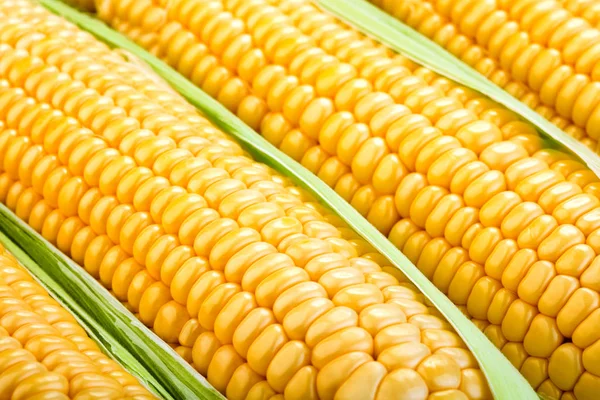 Крупним планом вид на свіжу кукурудзу — стокове фото