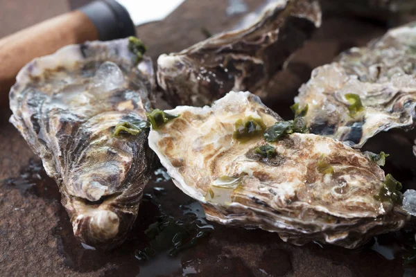 Set of oyster — Stock Photo, Image