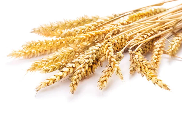 Ears of wheat — Stock Photo, Image