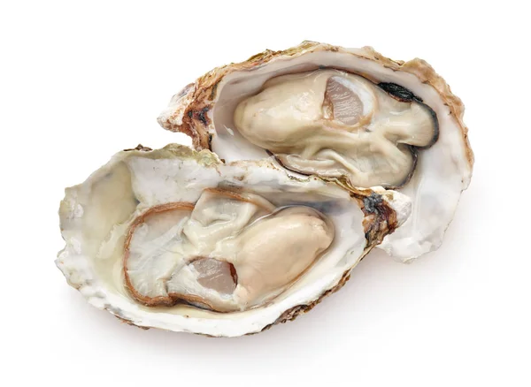 Verse oesters geïsoleerd — Stockfoto