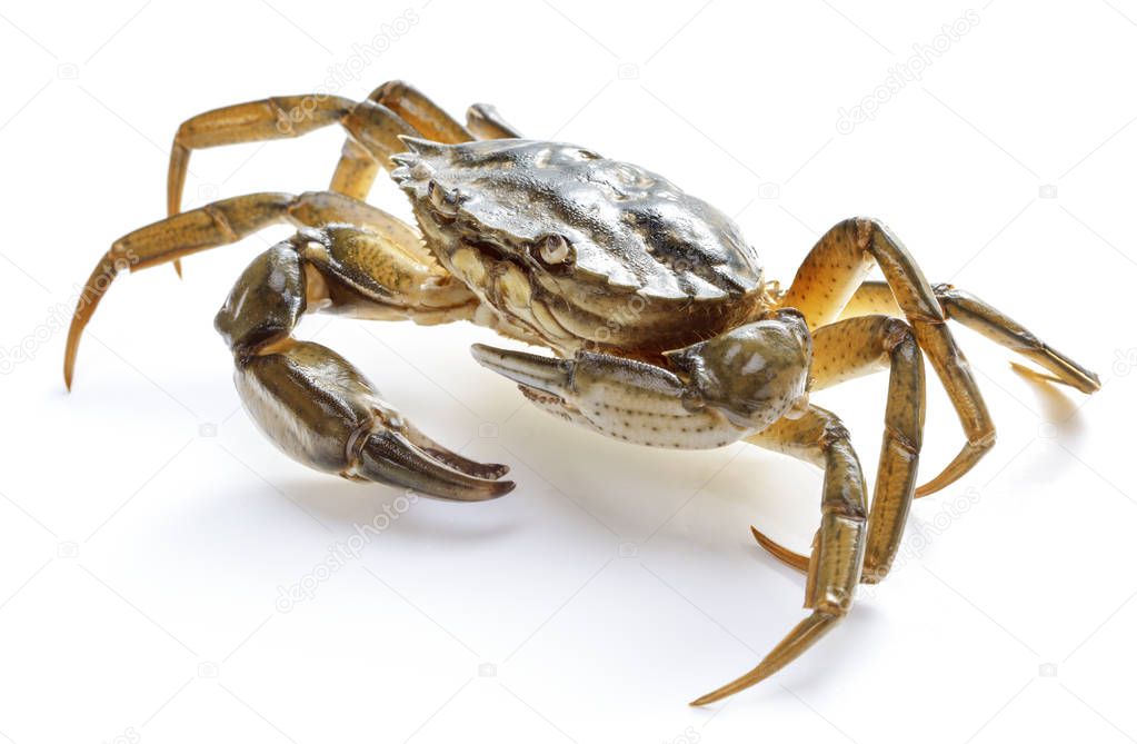 single live crab isolated on white background