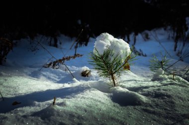 kar altında küçük çam ağacı